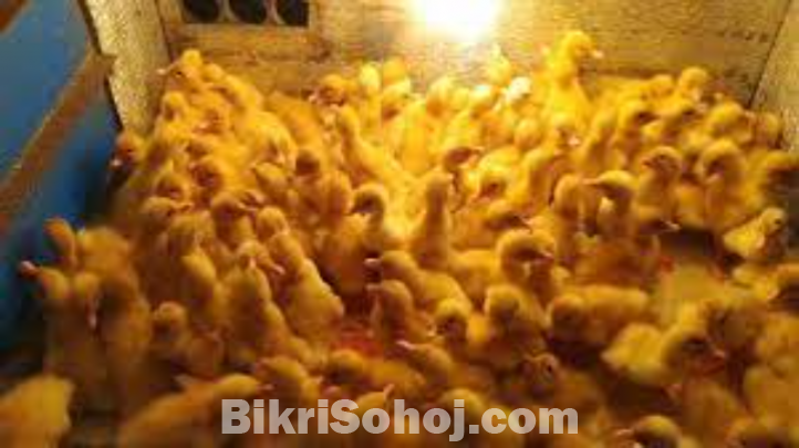 বেইজিং হাঁসের বাচ্চা - Beijing Duckling